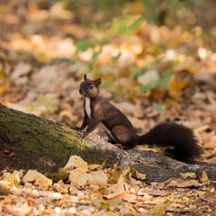 Naklejka na ściany i meble Ein Eichhörnchen auf einem Baumstamm im Wald
