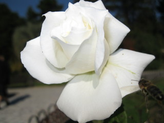 white rose on black