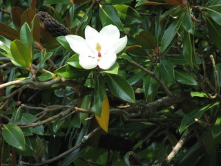magnolia