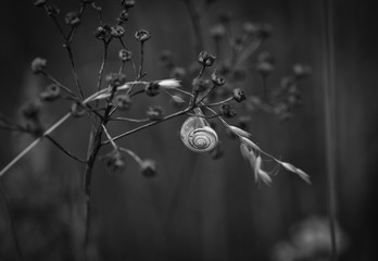 Snail Shell on a Flower in Black and White on a Meadow in Berlin Germany