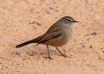Karoo scrub robin on the ground