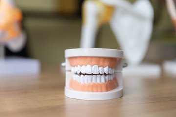 Plastic model of human teeth on the table.