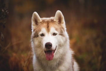 Close-up Portrait of cute and happy Siberian Husky dog sitting in the bright autumn forest