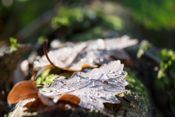 Herbstlaub
