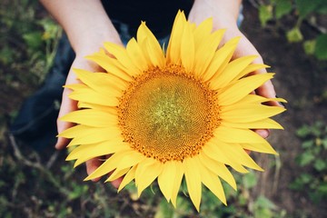 sunflower in the hands. Close-up photo. - 231013049