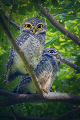 Two spotted owlet (Athene brama) on tree branch and green leaves background.