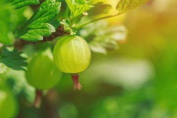 Beautiful berry gooseberry on branch