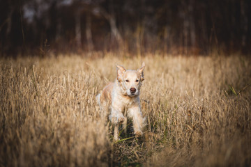 Fototapeta na wymiar Portrait of happy and funny dog breed golden retriever running in the rye field in autumn