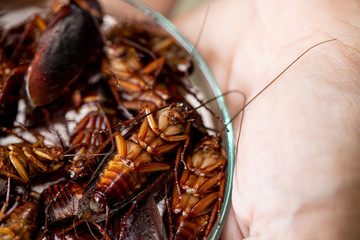 Close-up cockroach for study finding parasites in laboratory.