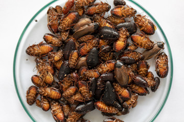 Close-up cockroach for study finding parasites in laboratory.