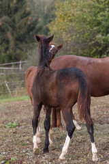 Fototapeta premium raufende Hengstfohlem im Herbst 10