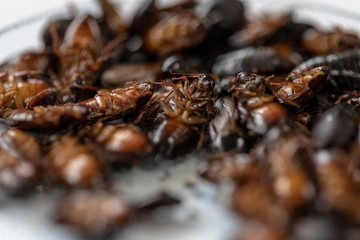 Close-up cockroach for study finding parasites in laboratory.