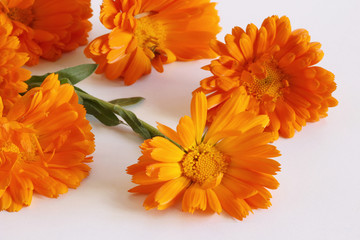 Closeup Calendula officinalis ,pot marigold, ruddles, common marigold on a white background. Medicinal herb. Healthy concept.