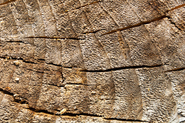 The structure of the sawed fiber tree is located horizontally