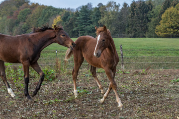 raufende Hengstfohlem im Herbst 9