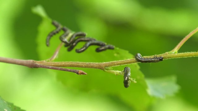 Caterpillars of birch leafminer on birch leaf.