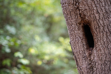 Woodland tree with textured bark, hollowed trunk and green foliage  background ~INTO THE FOREST~