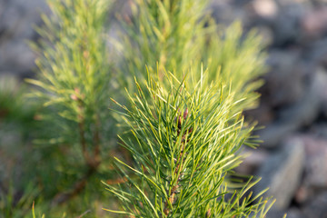 Pine tree closeup