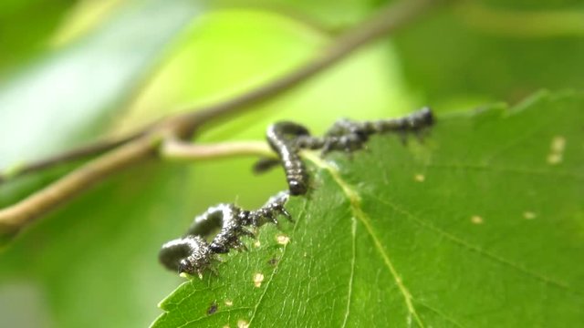 Caterpillars of birch leafminer on birch leaf.