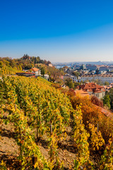 Fototapeta na wymiar Vue sur le Vignoble de Saint-Venceslas sur la ville de Prague