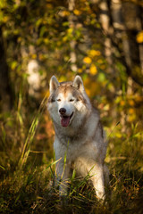 Portrait of gorgeous Beige and white dog breed Siberian Husky sitting in autumn on a bright forest background.