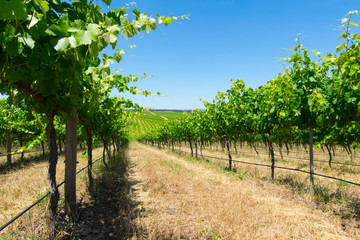 Grape vines, Barossa Valley, South Australia