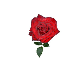 A red rose covered with morning dew drops isolated on a white background