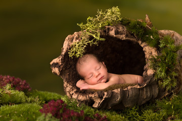 Baby sleeping in hollow tree trunk