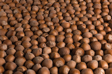 Fresh organic brown filberts closeup