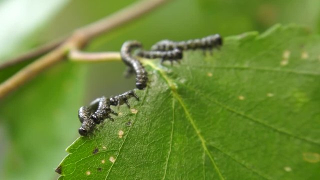 Caterpillars of birch leafminer on birch leaf.