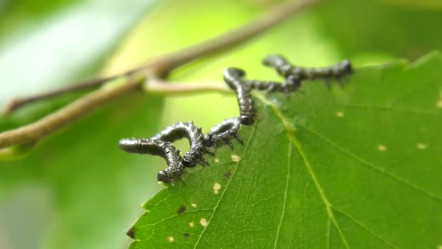 Caterpillars of birch leafminer on birch leaf.