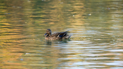 Schwimmende weibliche Stockente auf dem See