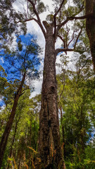 Fototapeta na wymiar Valley of the Giants Tree Top Walk, Tingledale, Western Australia
