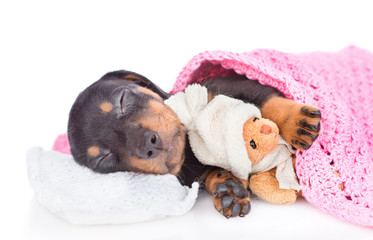 Sleeping dachshund puppy under blanket pillow with toy bear.  isolated on white background