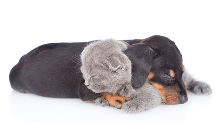 Puppy and kitten are sleeping together.  isolated on white background