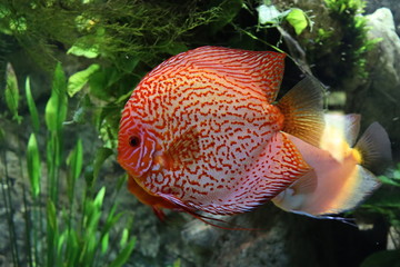 Fish
