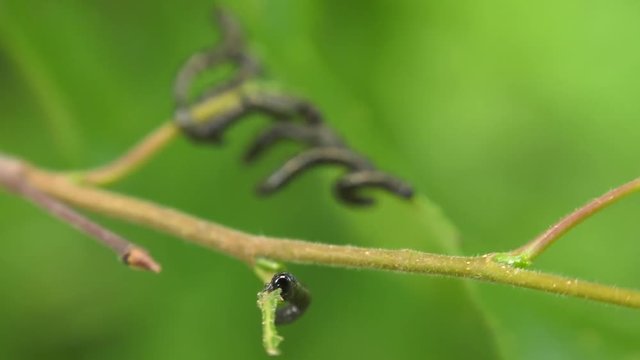 Caterpillars of birch leafminer on birch leaf.