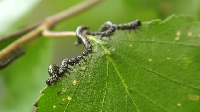 Caterpillars of birch leafminer on birch leaf.