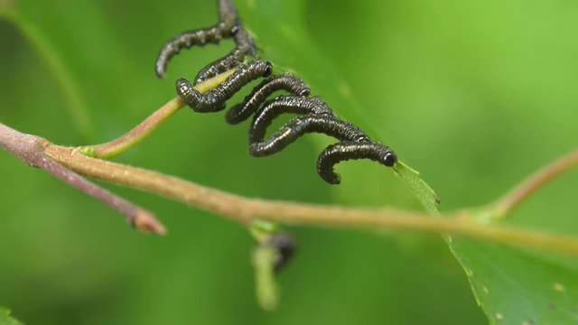 Caterpillars of birch leafminer on birch leaf.