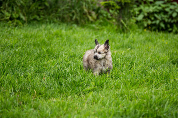 Profile Portrait of lovely powder puff puppy breed chinese crested dog standing in the green grass on summer day.
