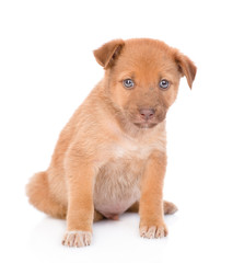 Mixed breed puppy sitting. isolated on white background