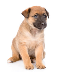 Mongrel puppy sitting. isolated on white background