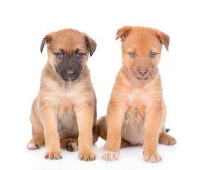 Two mixed breed puppies sitting in front view. isolated on white background