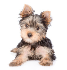 Yorkshire Terrier puppy lying in front view. isolated on white background