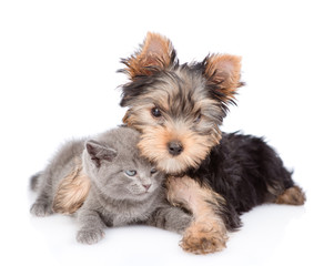 yorkshire terrier hugs little kitten. isolated on white background