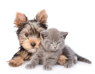 Little yorkshire terrier and baby kitten lying together. isolated on white background