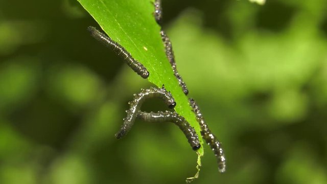 Caterpillars of birch leafminer on birch leaf.