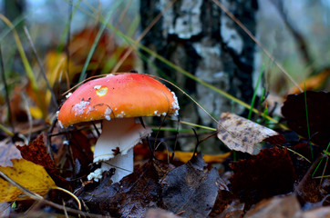 Red mushroom amanita toxic, also called panther cap or false blusher, in a woods' natural ambient. Poisonous, medicinal, edible, deadly. Human health