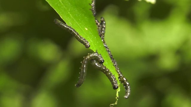 Caterpillars of birch leafminer on birch leaf.