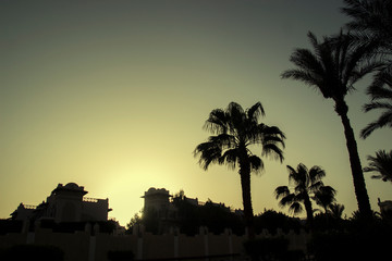 Obraz premium Palm. trees on the sea coast, rest on the sea
